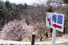 【画像多め】遅めの梅。桜はまだ。