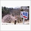 【画像多め】遅めの梅。桜はま ...