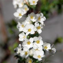 冷たい雨だけど、もうすぐ春に。
