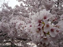 我が子よ 我が子よ