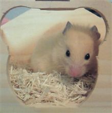 カワイイ…(*^^*)