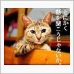 頑張らない…