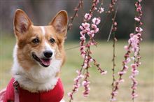寝過ごしたので美月橋を渡り初めしてきました。