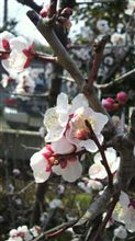 本日の生存報告20110325