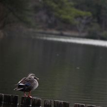 宝ヶ池に行ってみたんだ