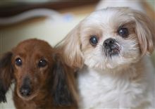 洗「犬」しました。