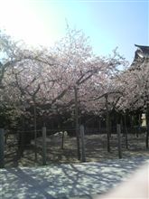 桜が