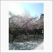 桜が
