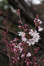 桜…日本人の心の花