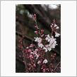 桜…日本人の心の花