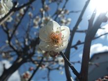梅の花