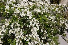 サクラが開花したみたいだけど…