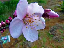 アーモンドの花 アーモンドの花