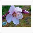 アーモンドの花