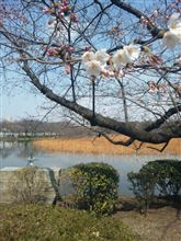 上野　不忍池の桜