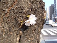 シートベルト着用義務違反、、、？