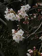国立がん研究センターの見解と提案