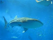 美ら海水族館到着！