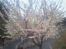 はる