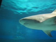 危険ザメの海
