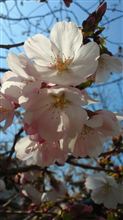 桜＾＾