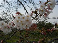 2011・桜開花。