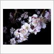 開花
