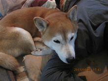元気出せよ、ご主人....