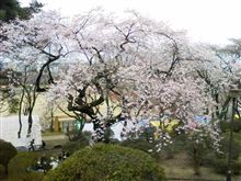 一応お花見に