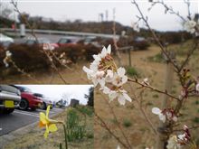 来週は、満開かな～♪
