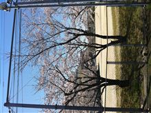 桜 桜