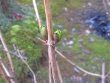 息吹き