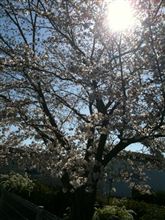 今週末が見ごろかな？(^^)