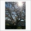 今週末が見ごろかな？(^^)