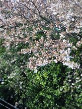 四谷の桜