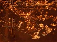 桜、咲き出しました~♪ 桜、咲き出しました~♪