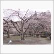 花粉症デビューw