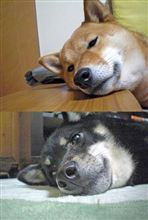 疲れたときの・・・