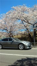 ほぼ満開？
