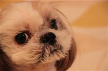 写真系ブログを移転します。