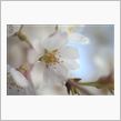道端に咲く桜