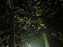 夜桜