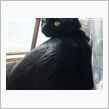 今日もネコが目覚まし…