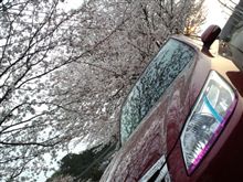 Cherry Blossom