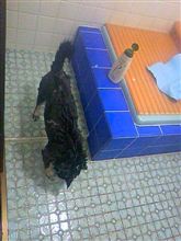 洗った後は・・・