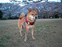 公園散歩