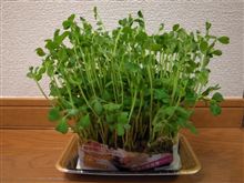豆苗と書いて「とうみょう」と読む