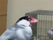 おはようございます~♪ おはようございます~♪
