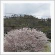 桜前線♪鼻づまり（&#215;&#215;；）ﾉ
