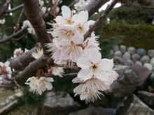 梅の花